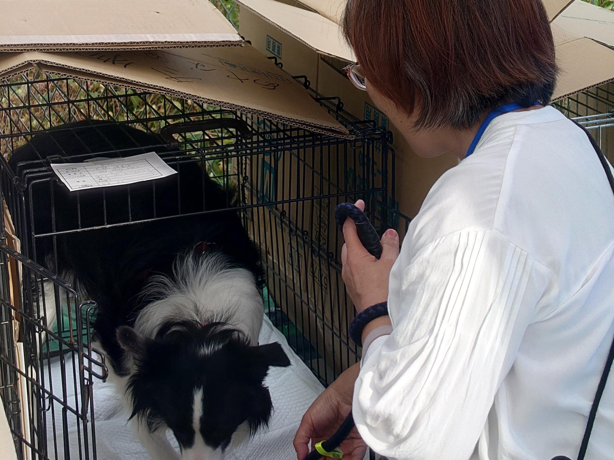 避難所に設営されたゲージに入る犬