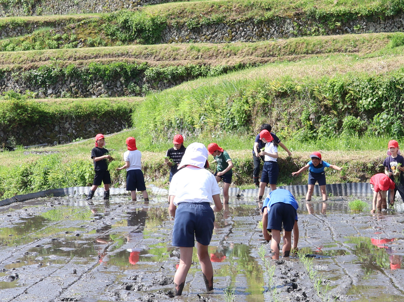 田植えをする児童たち