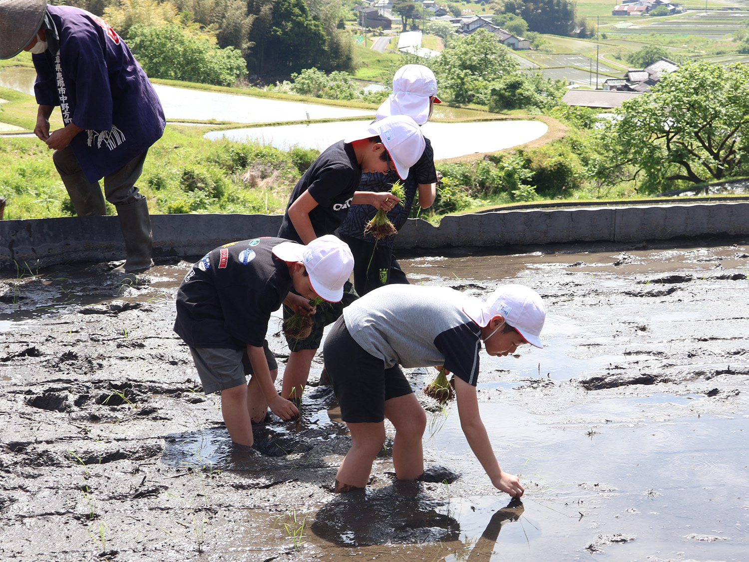 田植えに挑戦
