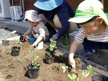 スナップエンドウ植える