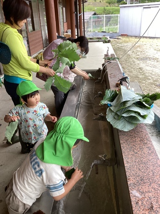 葉っぱ洗うよ