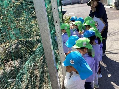園のブルーベリーを眺めている