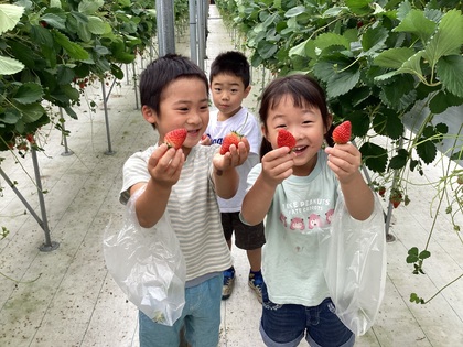 いちごがり1
