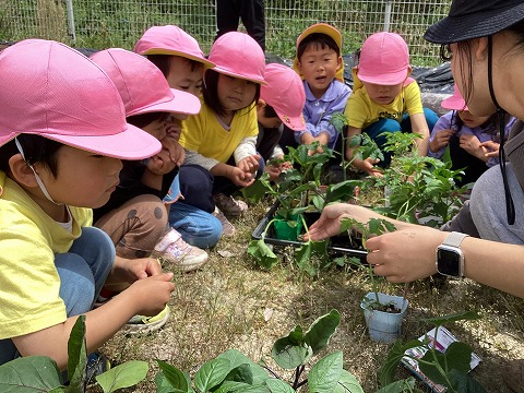 キュウリの苗を見ている子ども達