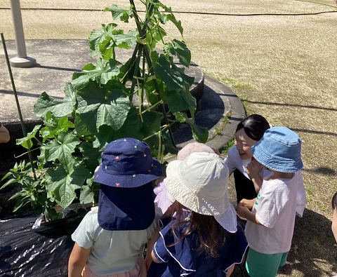 キュウリを見る子ども達