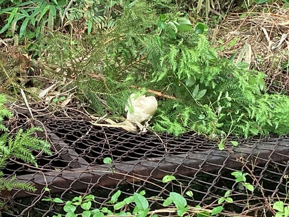 モリアオガエル