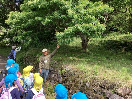 栗の木発見