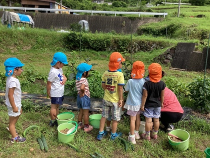 きゅうりの収穫