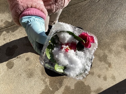 氷のお皿のかき氷