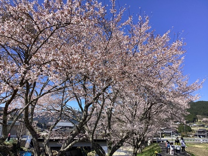 桜