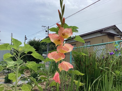 グラジオラス