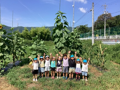 ヒマワリ大きくなったよ