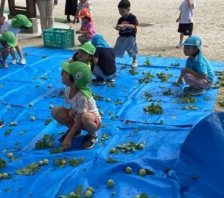 みんなで梅を拾っている画像