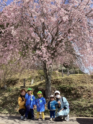 枝垂れ桜