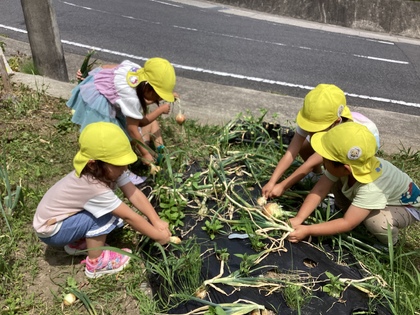 玉ねぎ収穫