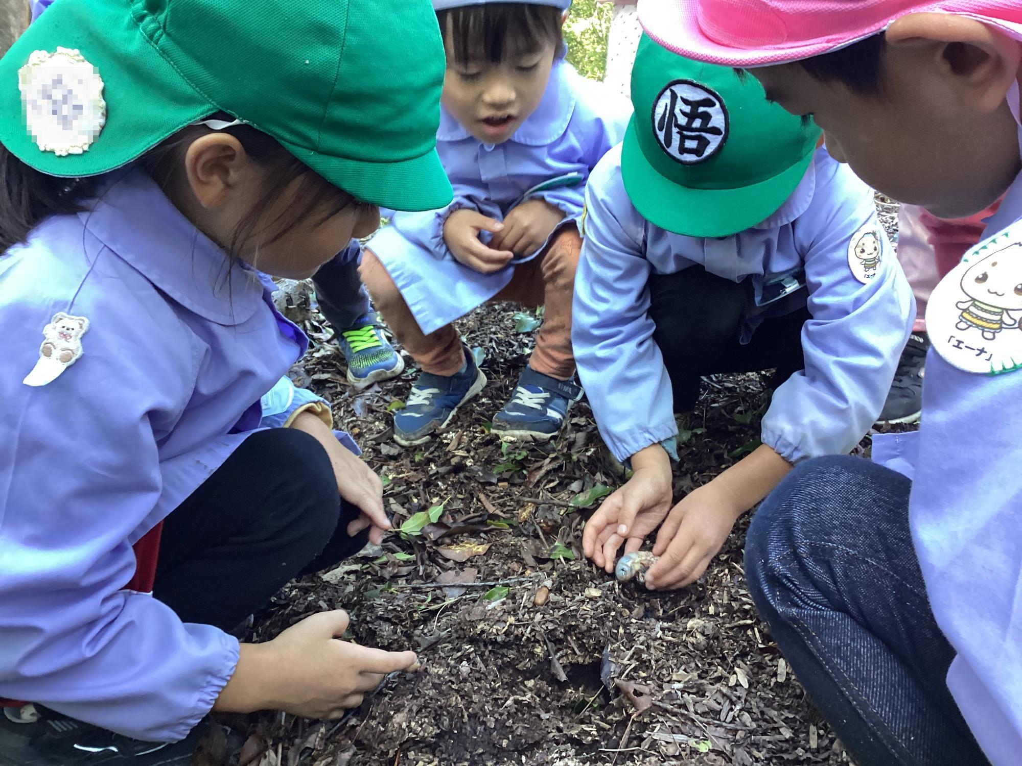 カブトムシ幼虫