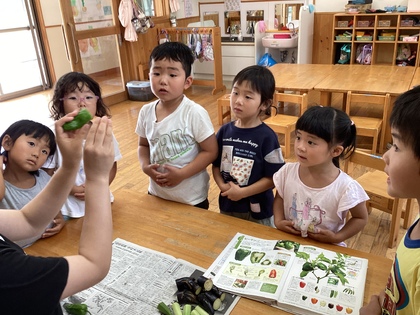 野菜の断面、図鑑で勉強