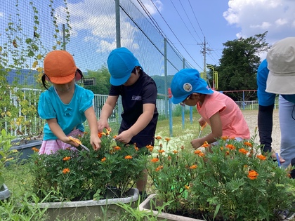 マリーゴールドを収穫