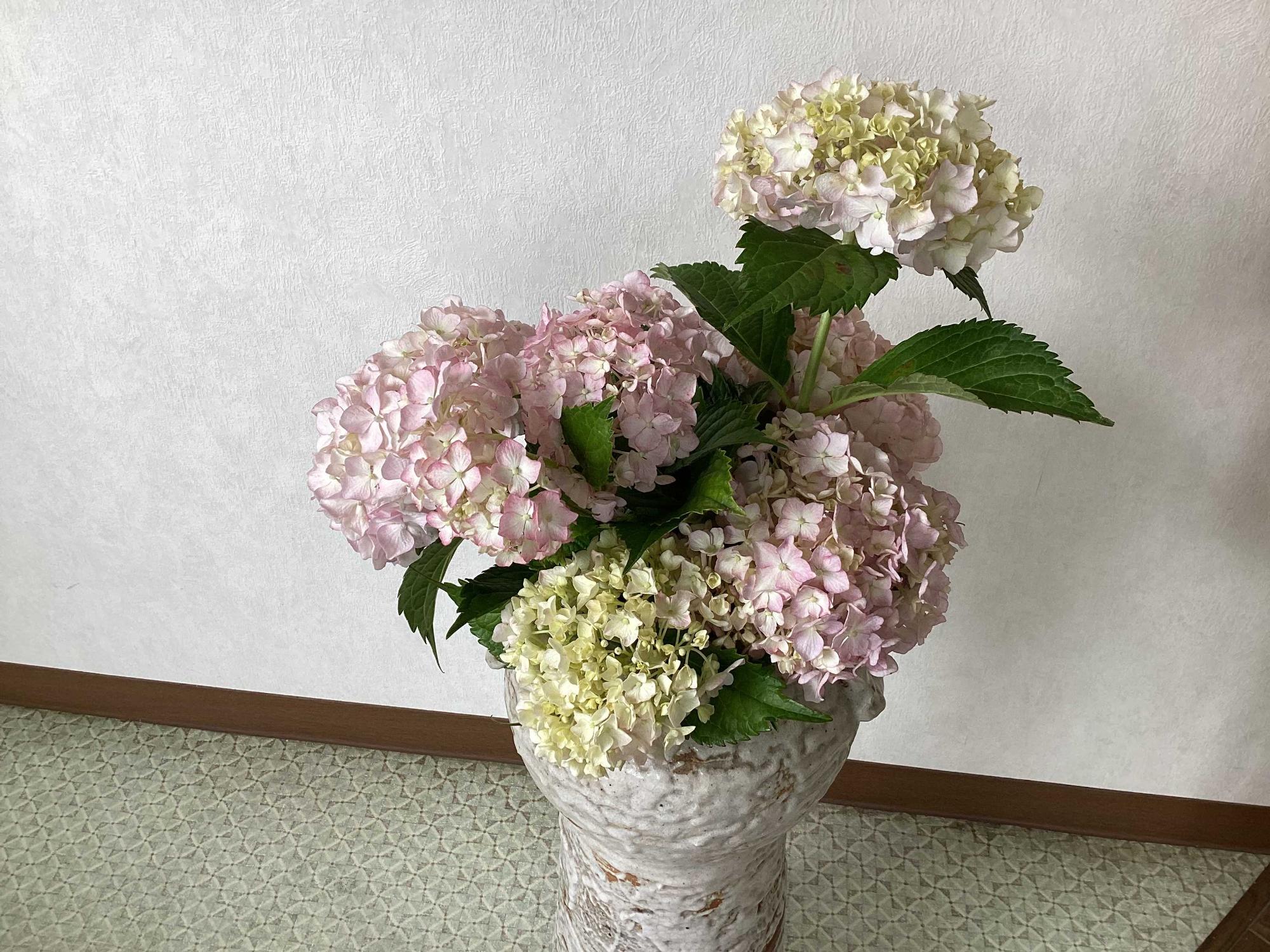 紫陽花