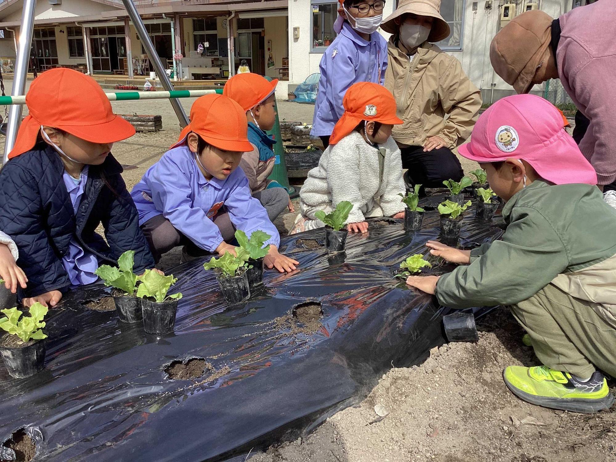 レタスを植える