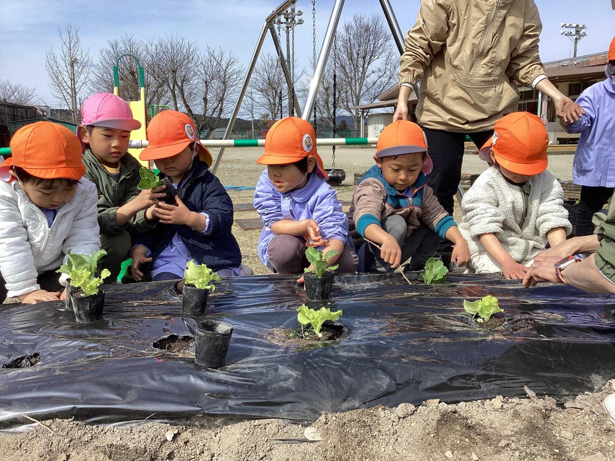 レタスを植える