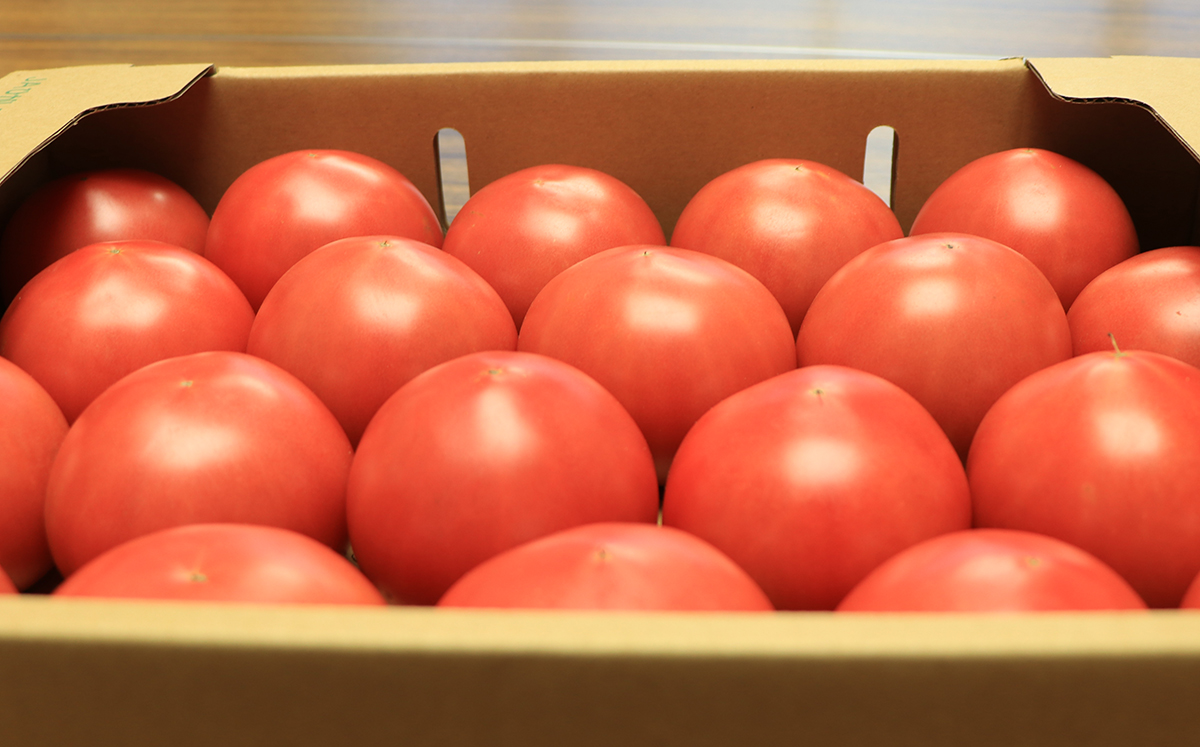 艶やかなトマト