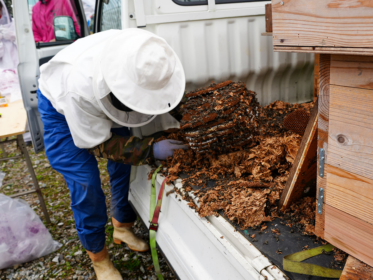 へぼが箱から取り出される様子