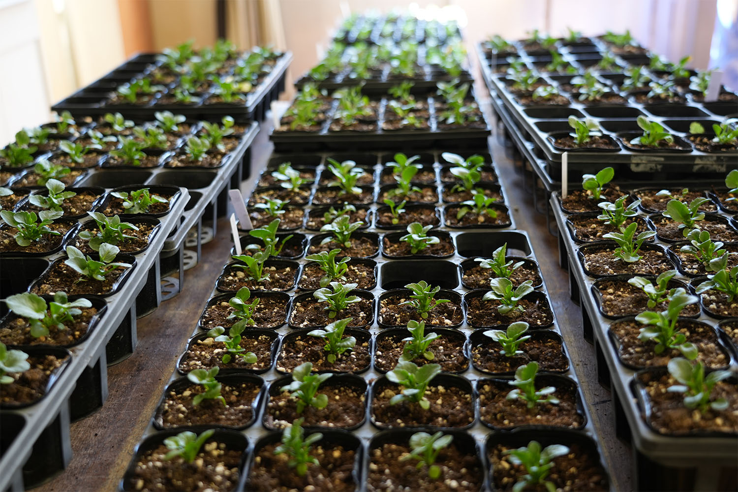 種から育てた苗