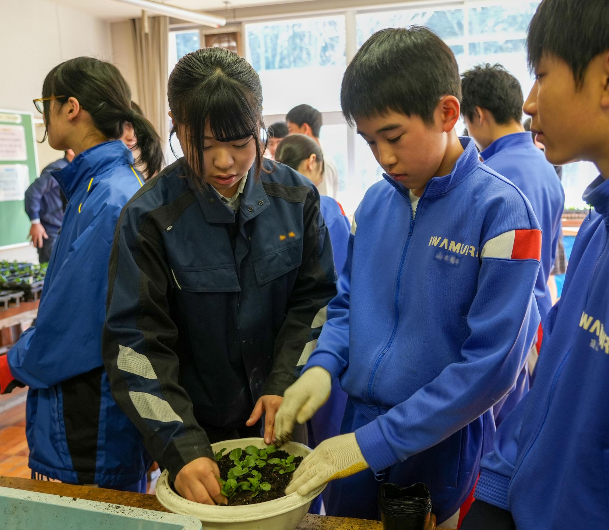 寄せ植えの様子