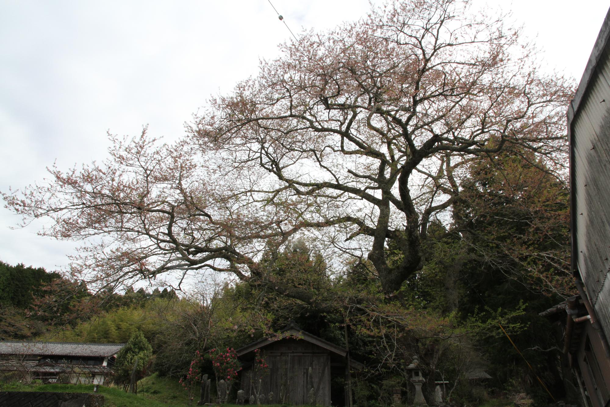 阿弥陀堂20260413