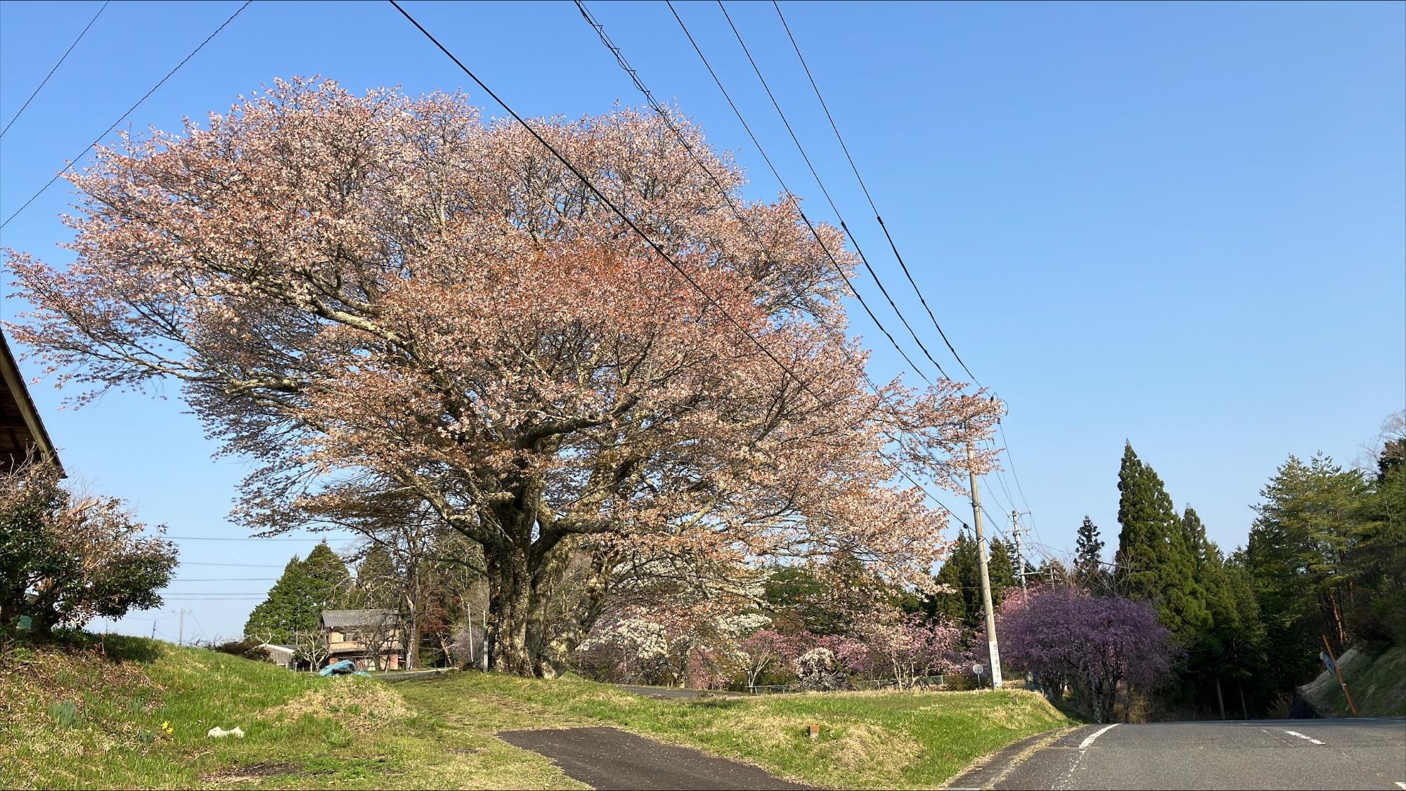 馬場桜20250418