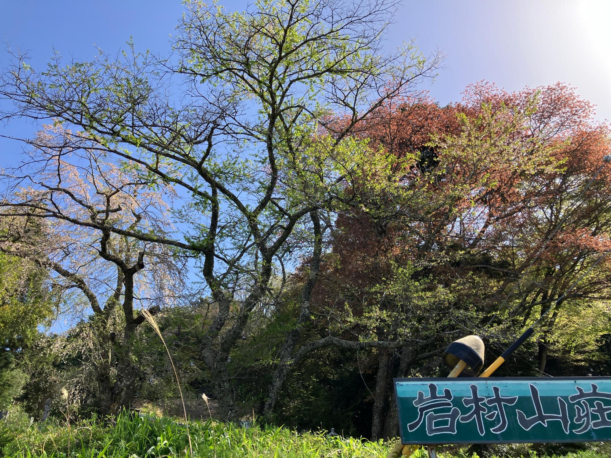 大名桜20250421