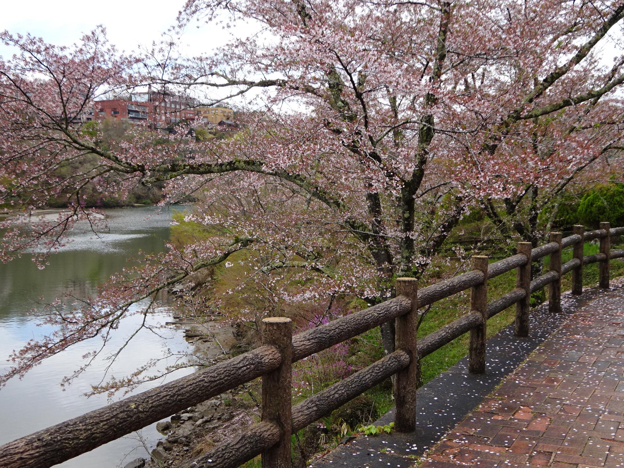 恵那峡公園2025.4.16