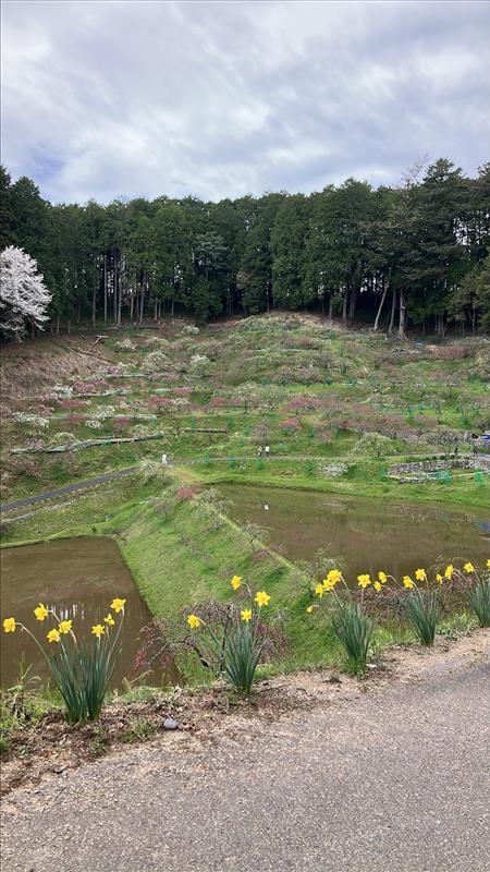 きねしだれ桃園20260413