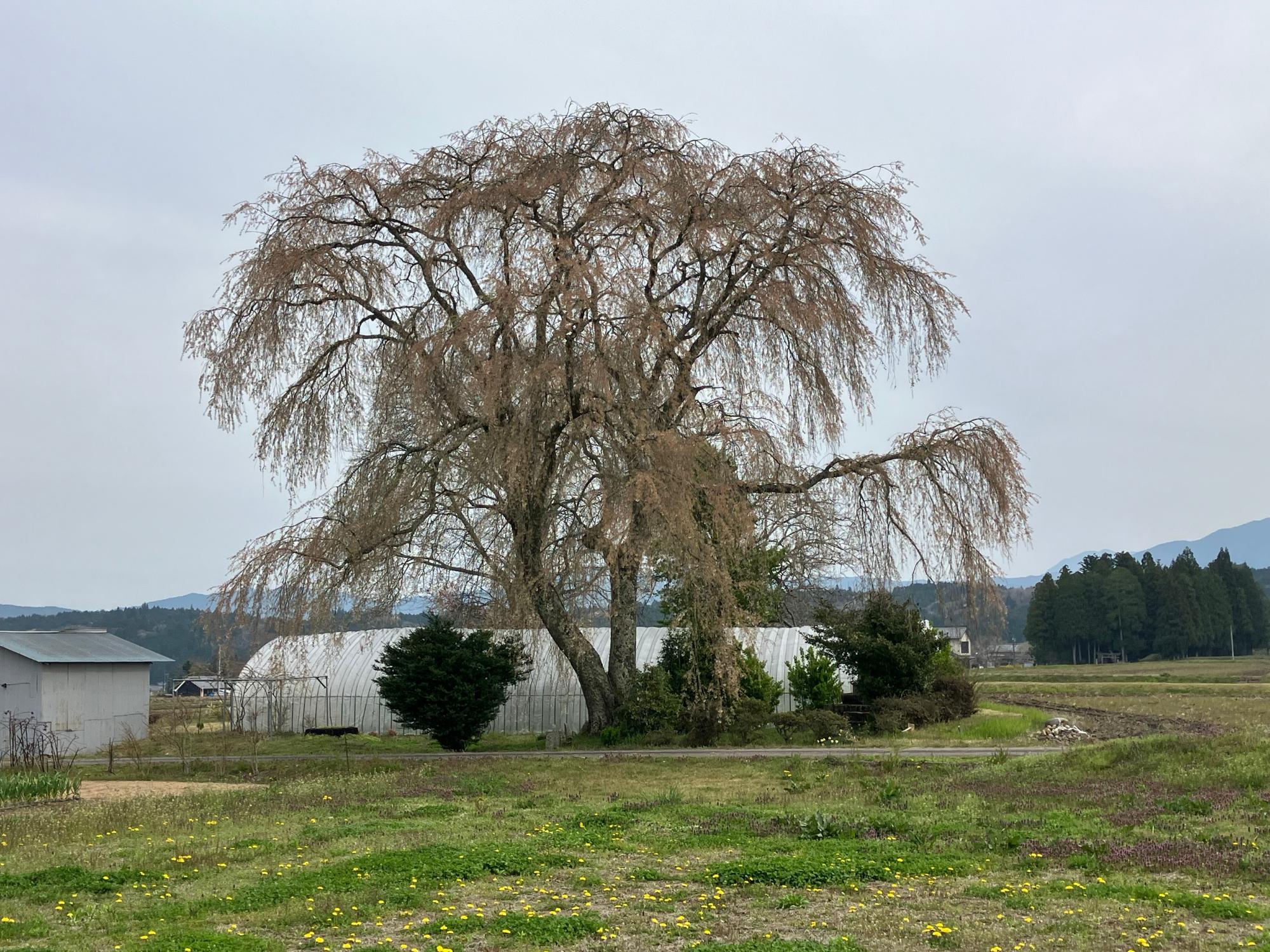 経塚の枝垂れ桜20250418