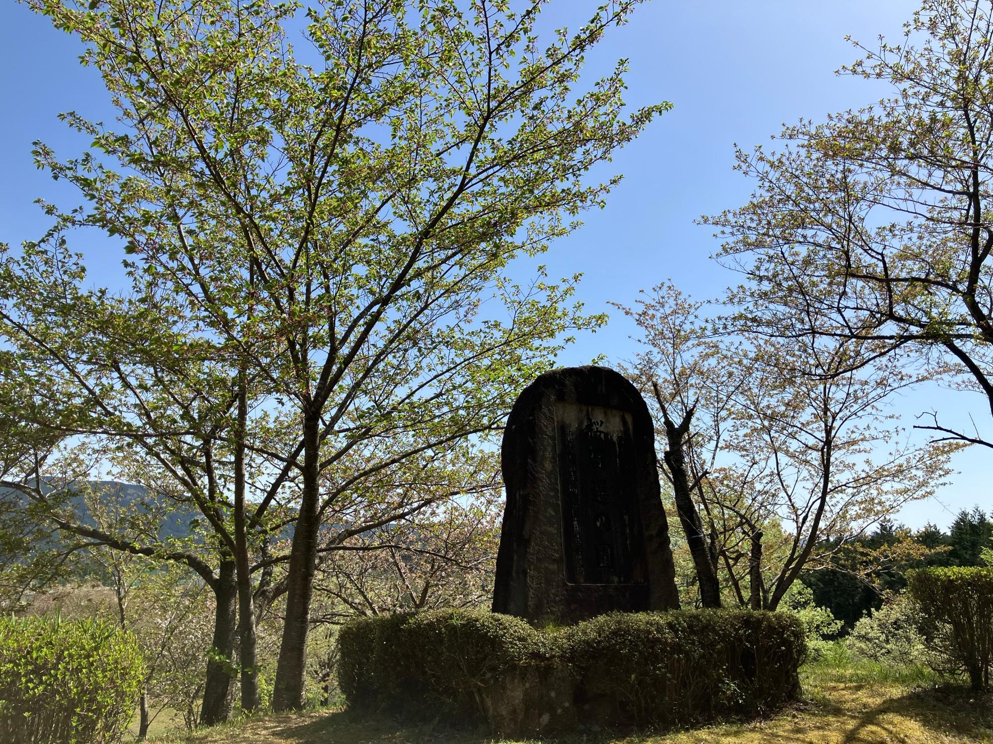 西行の森20250421