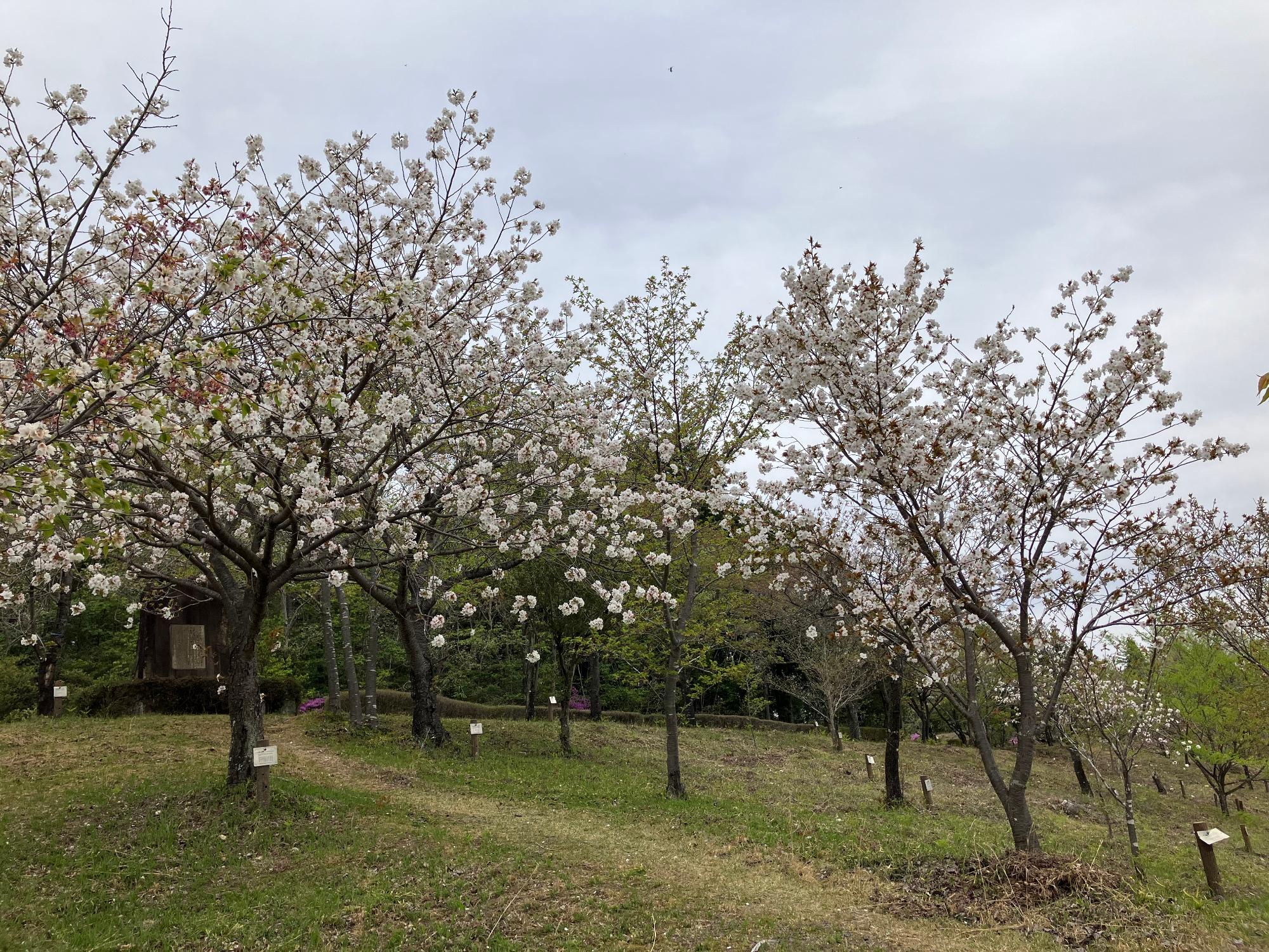 西行の森20260413