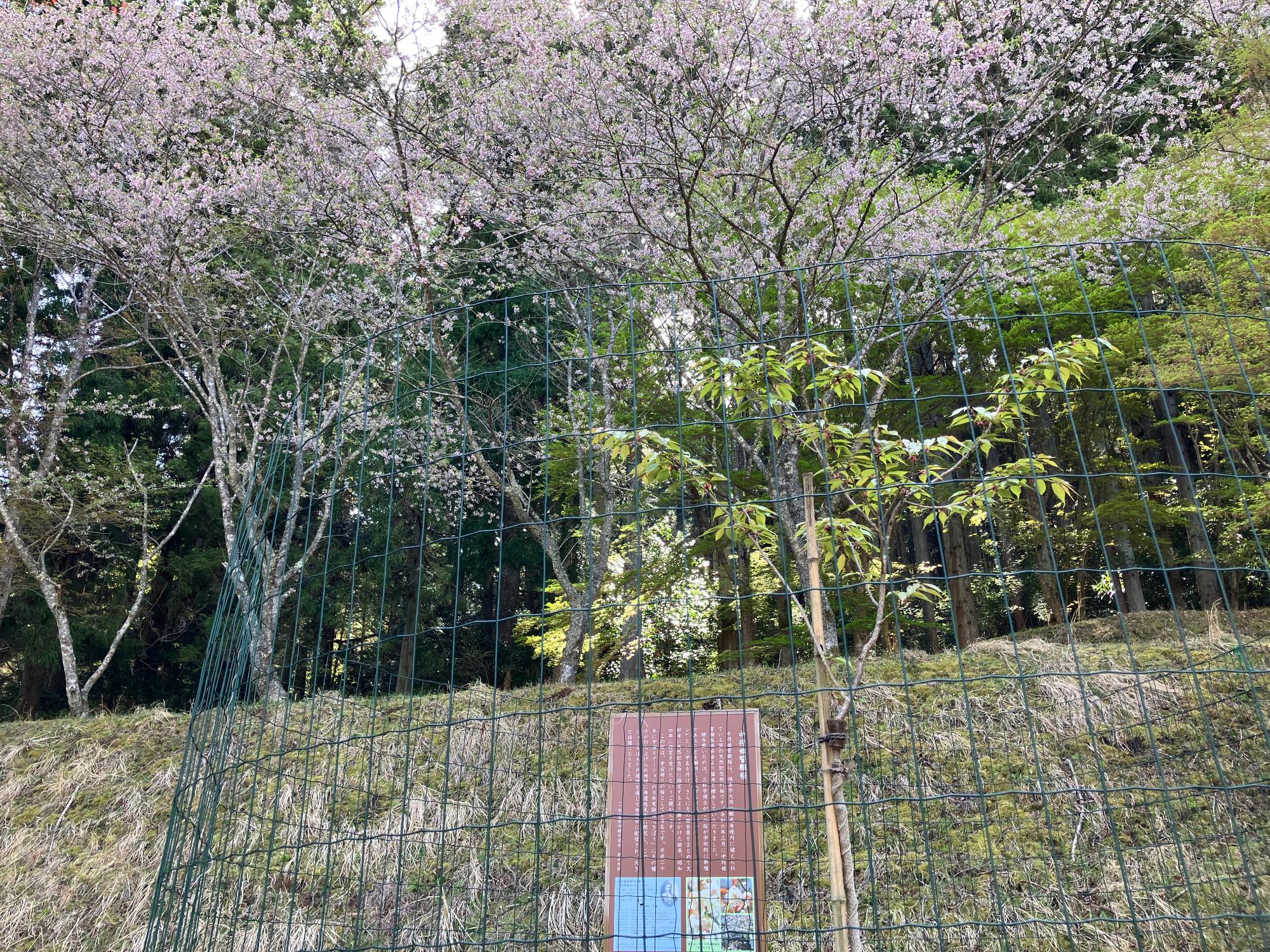 誓願桜20250421