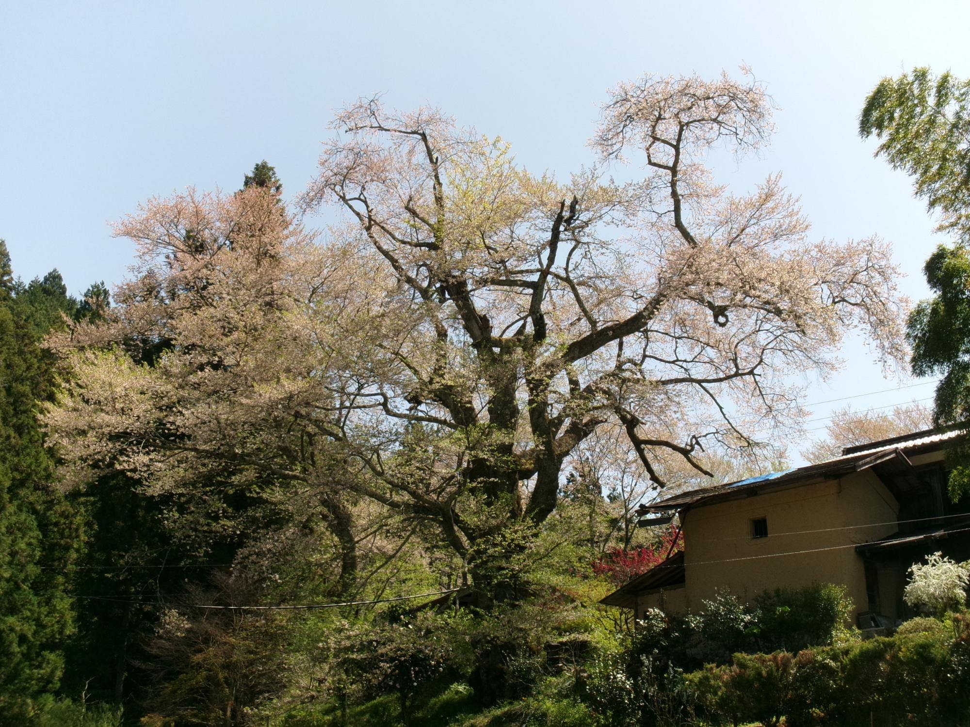 新田20250421