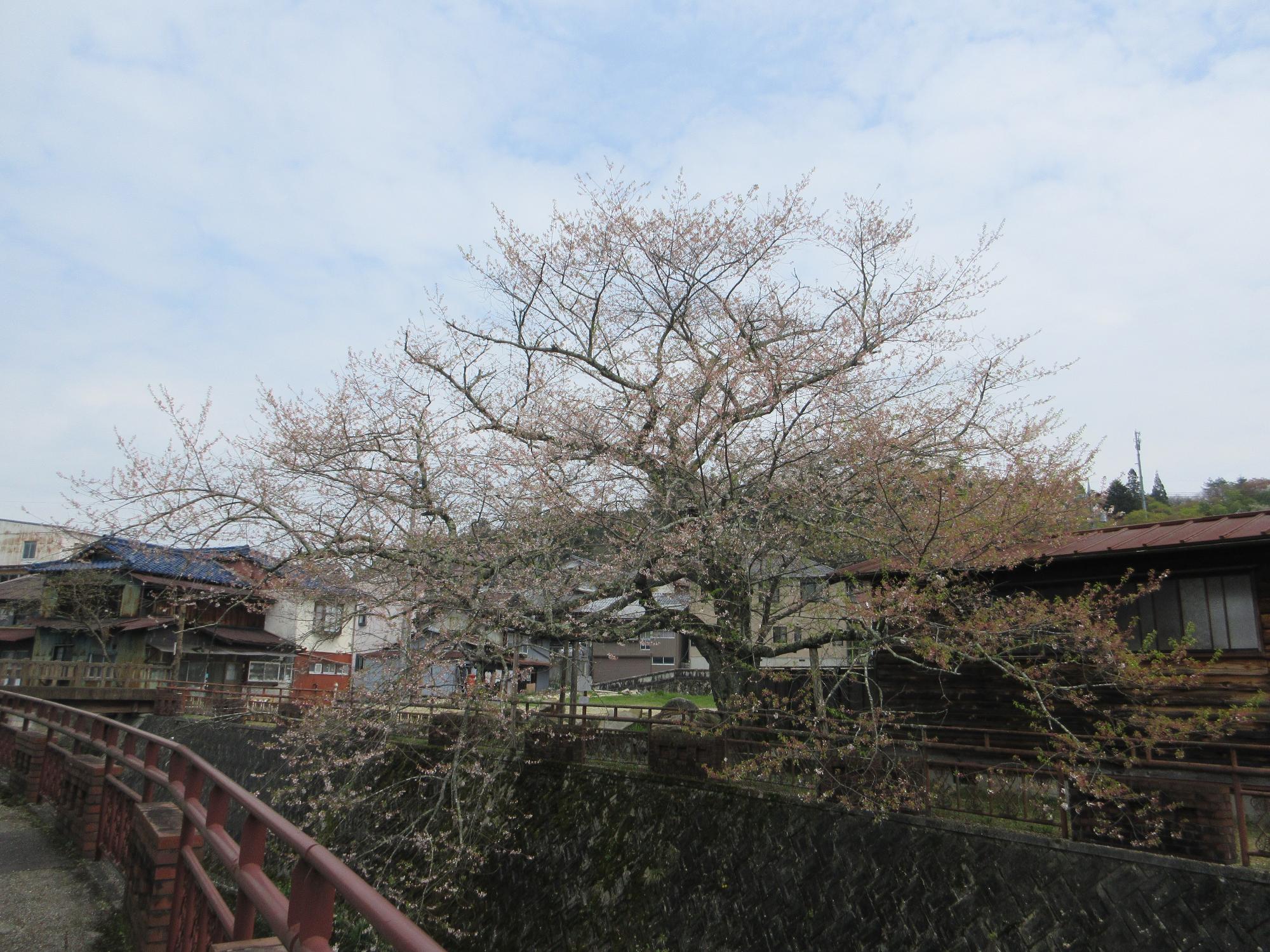 遠山桜20250418