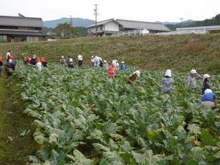 岩邑小学校の生徒が畑でブロッコリーの収穫体験をしている様子