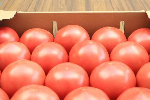 出荷報告で紹介されたトマト