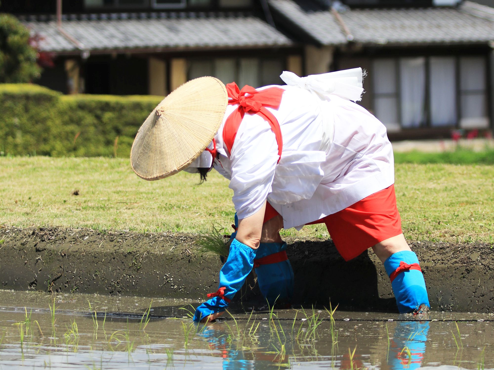 斎田に田植えをする早乙女