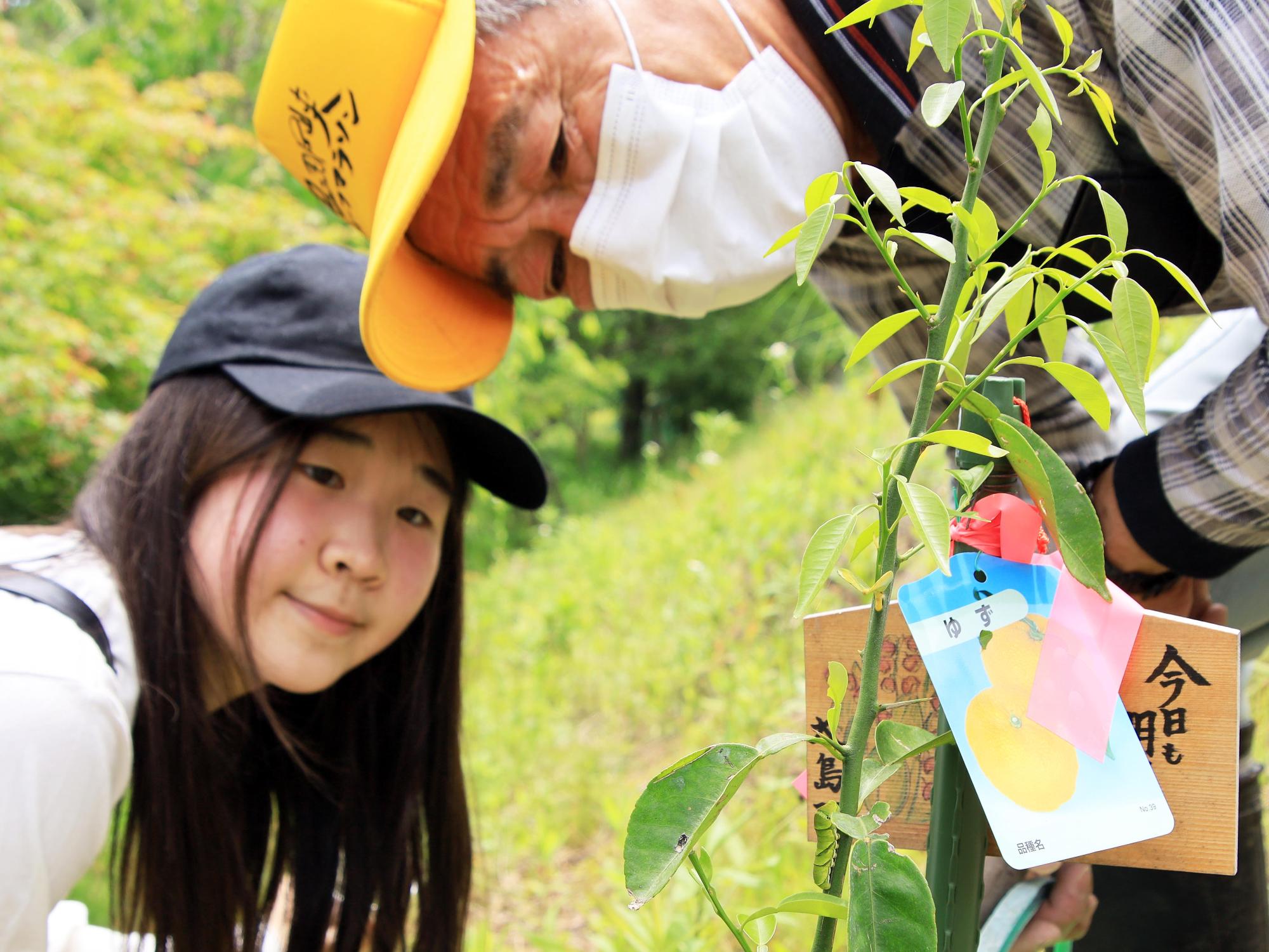 アゲハチョウの幼虫を観察する参加者