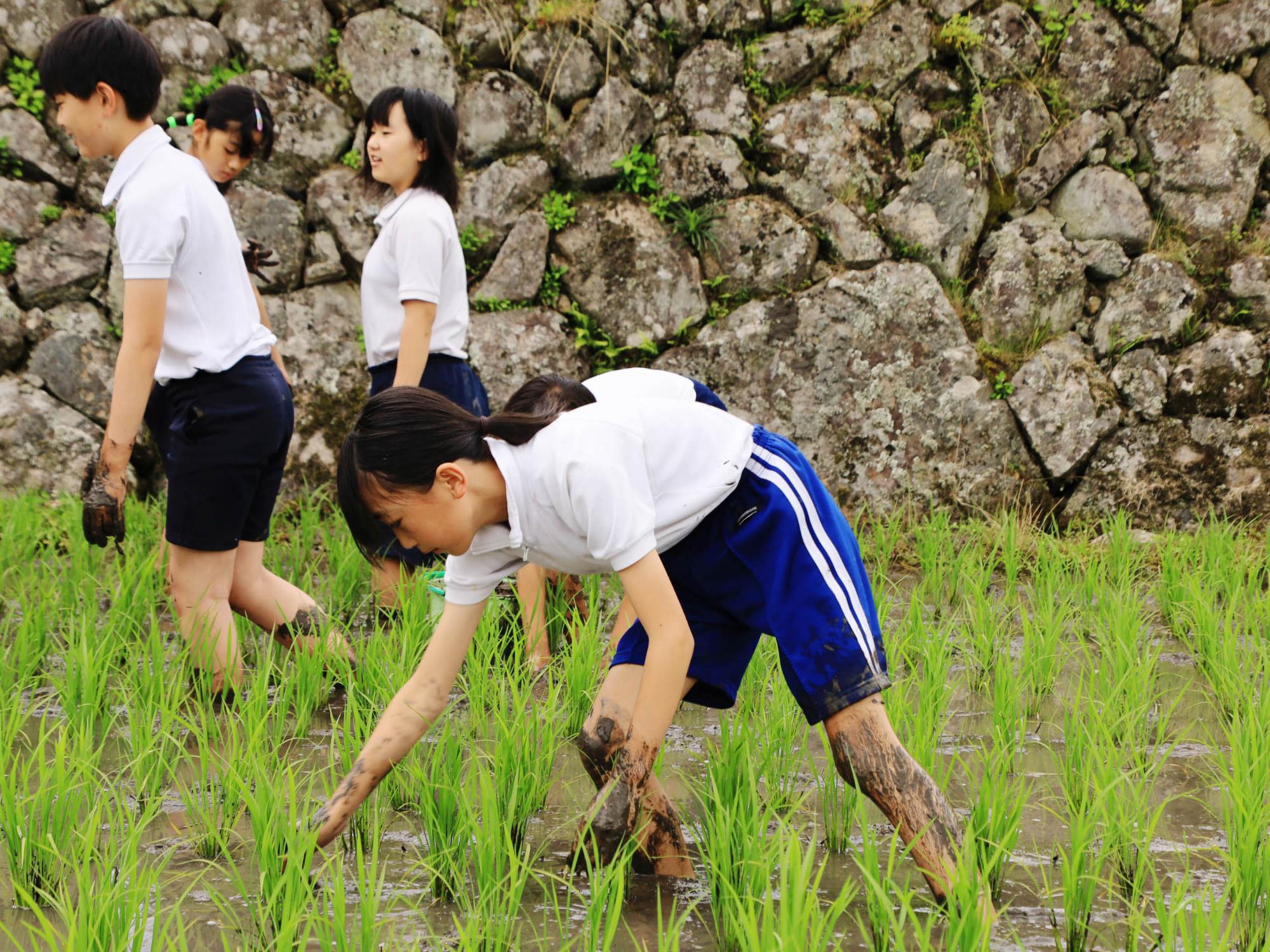 田んぼの中の草を取る児童