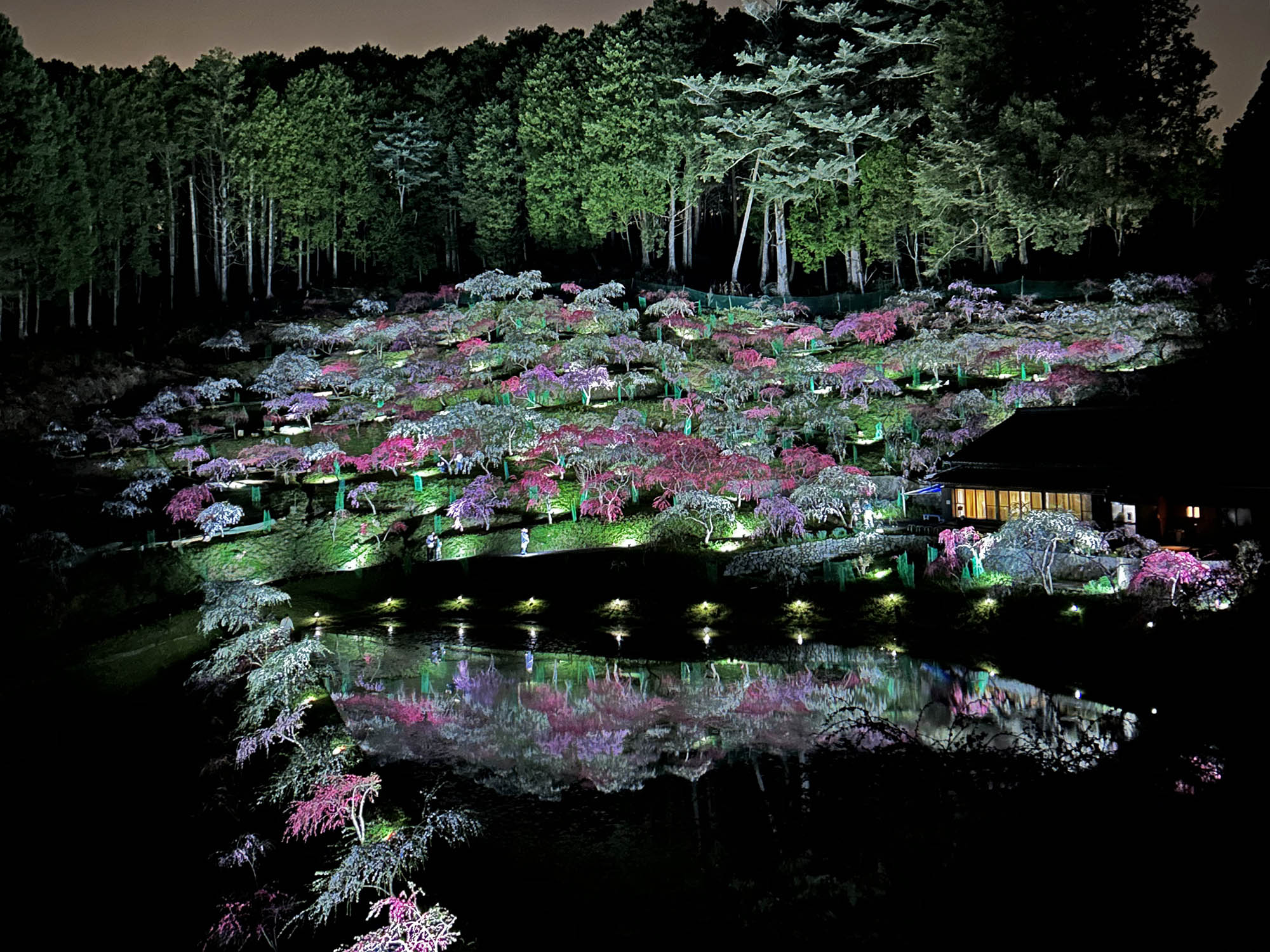 きねしだれもも園ライトアップ