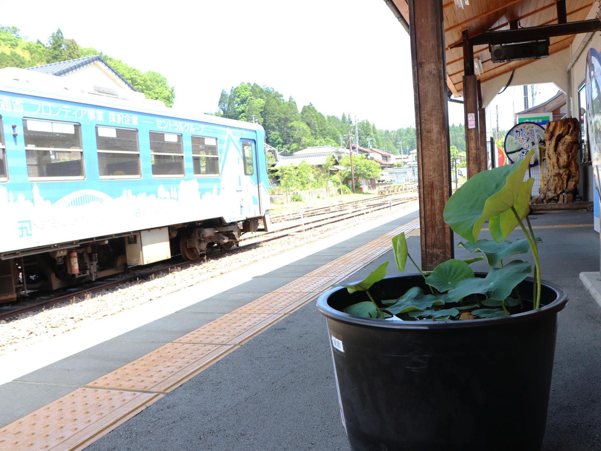 明知鉄道明智駅に設置されたハス