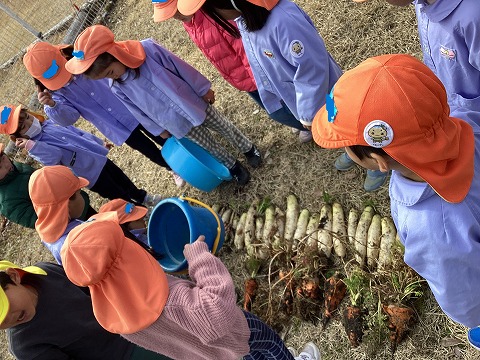 大根を数える子ども達