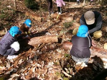 木の皮めくったよ