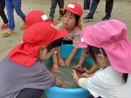 お芋を洗ったよ1